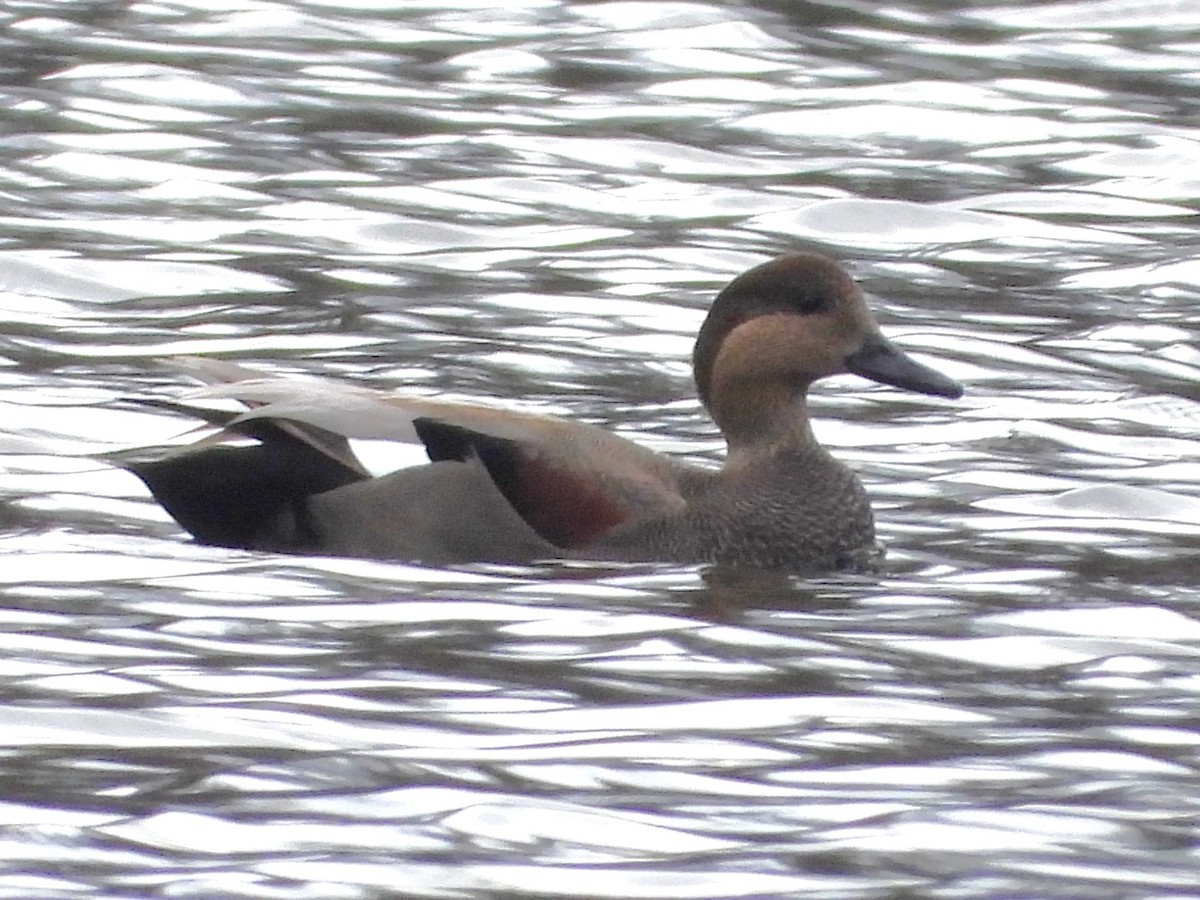 Ipar-ahatea - ML645505256