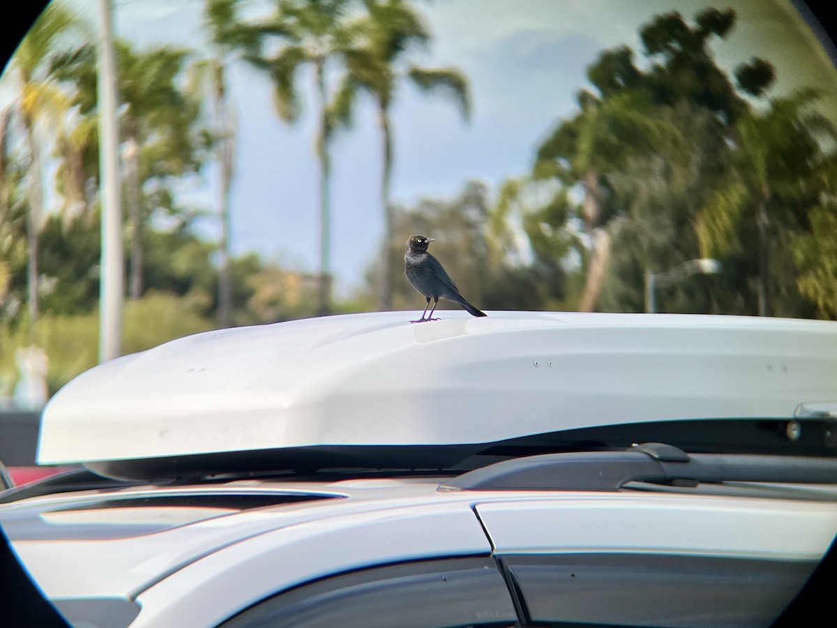 Brewer Karatavuğu - ML645505259