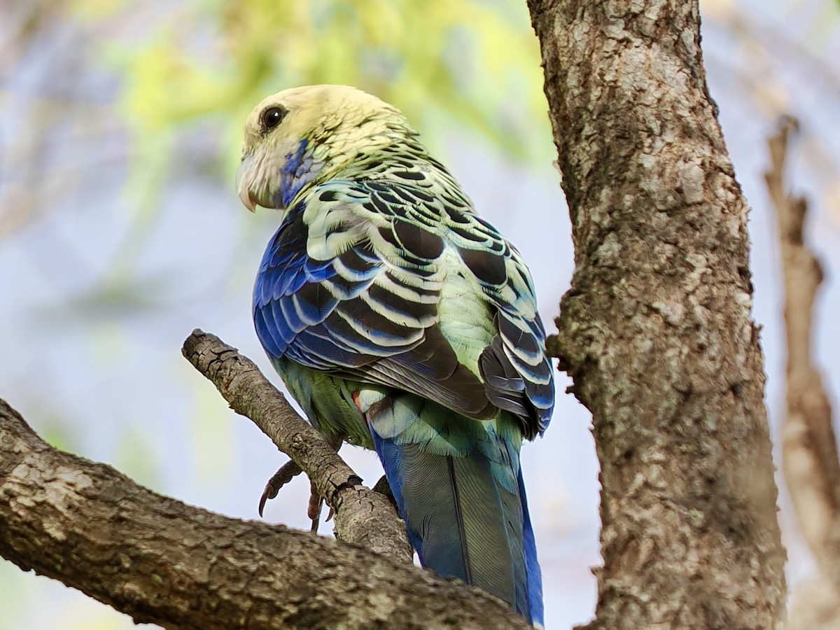 Pale-headed Rosella - ML645505262