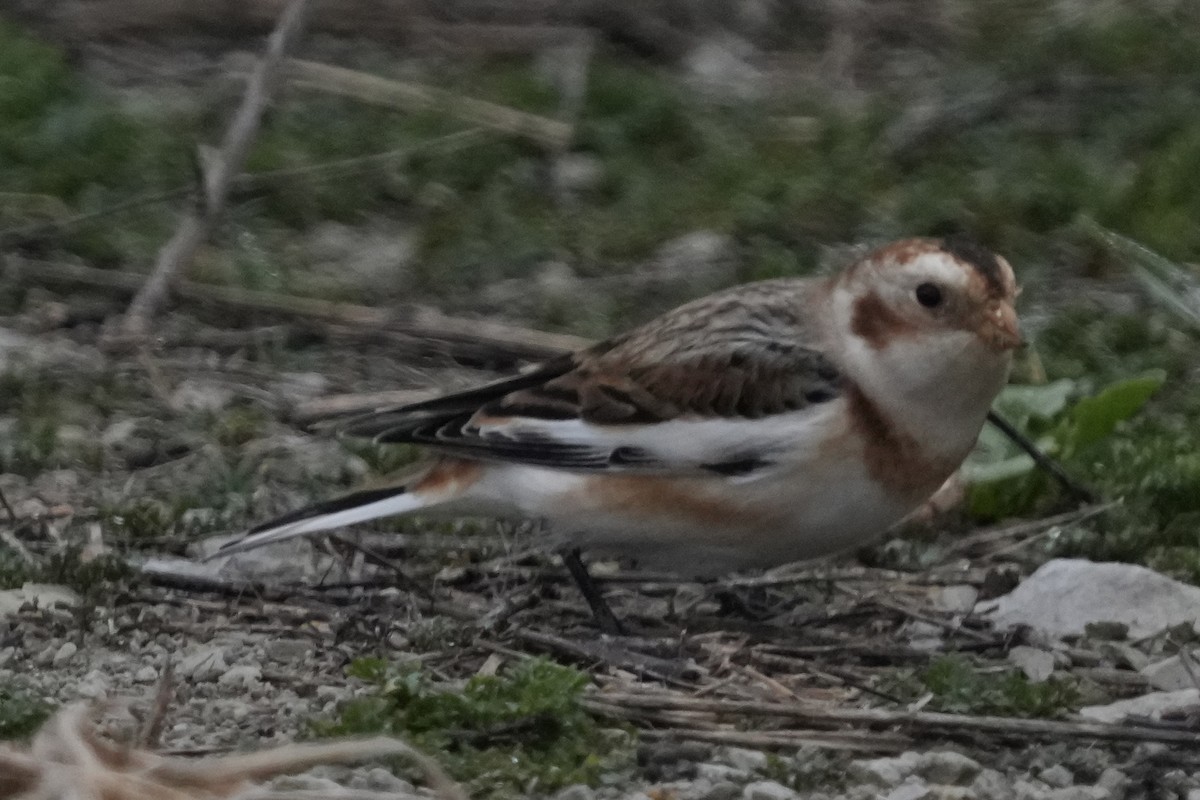 Snow Bunting - ML645505267