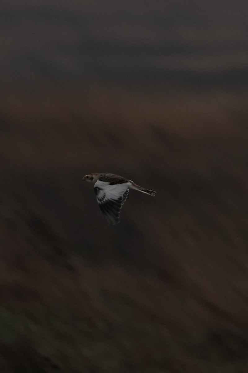 Snow Bunting - ML645505268