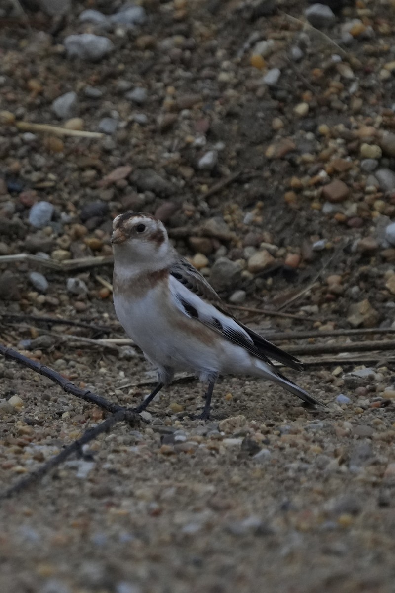 Snow Bunting - ML645505269