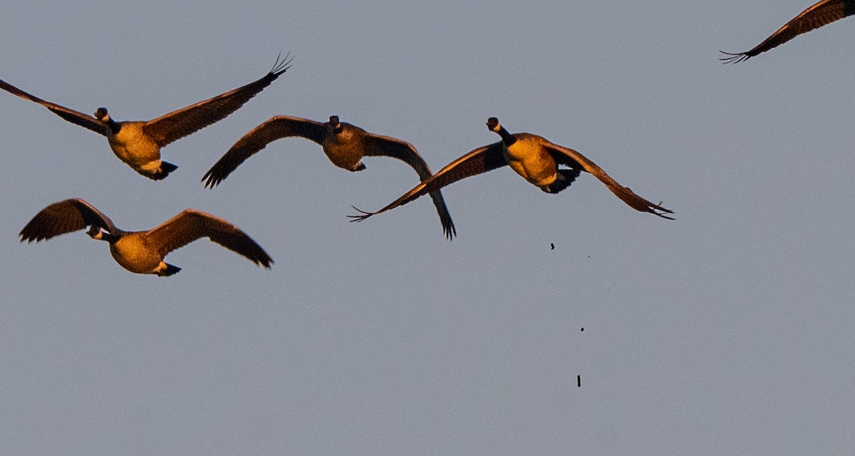 ברנטה קנדית - ML645505270