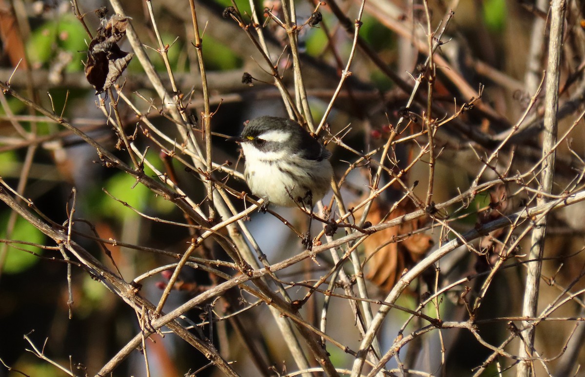 Black-throated Gray Warbler - ML645505277