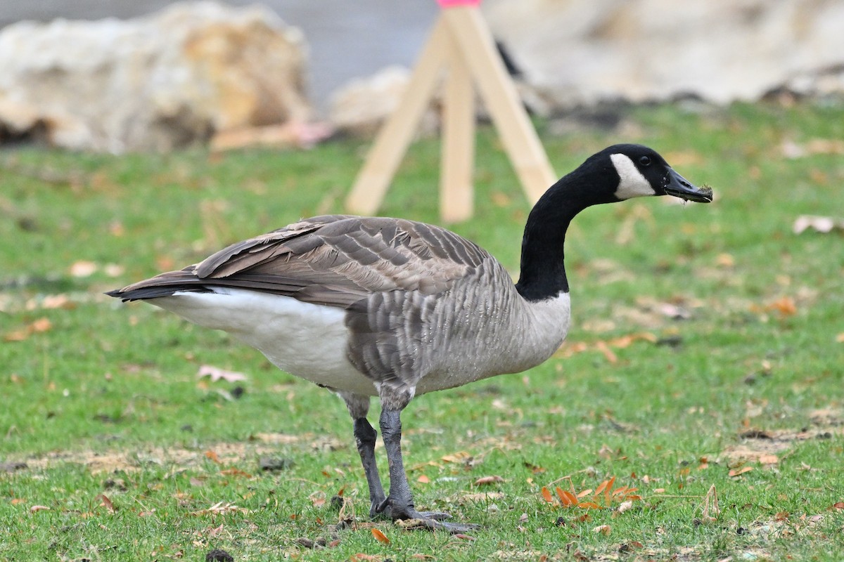 ברנטה קנדית - ML645505289