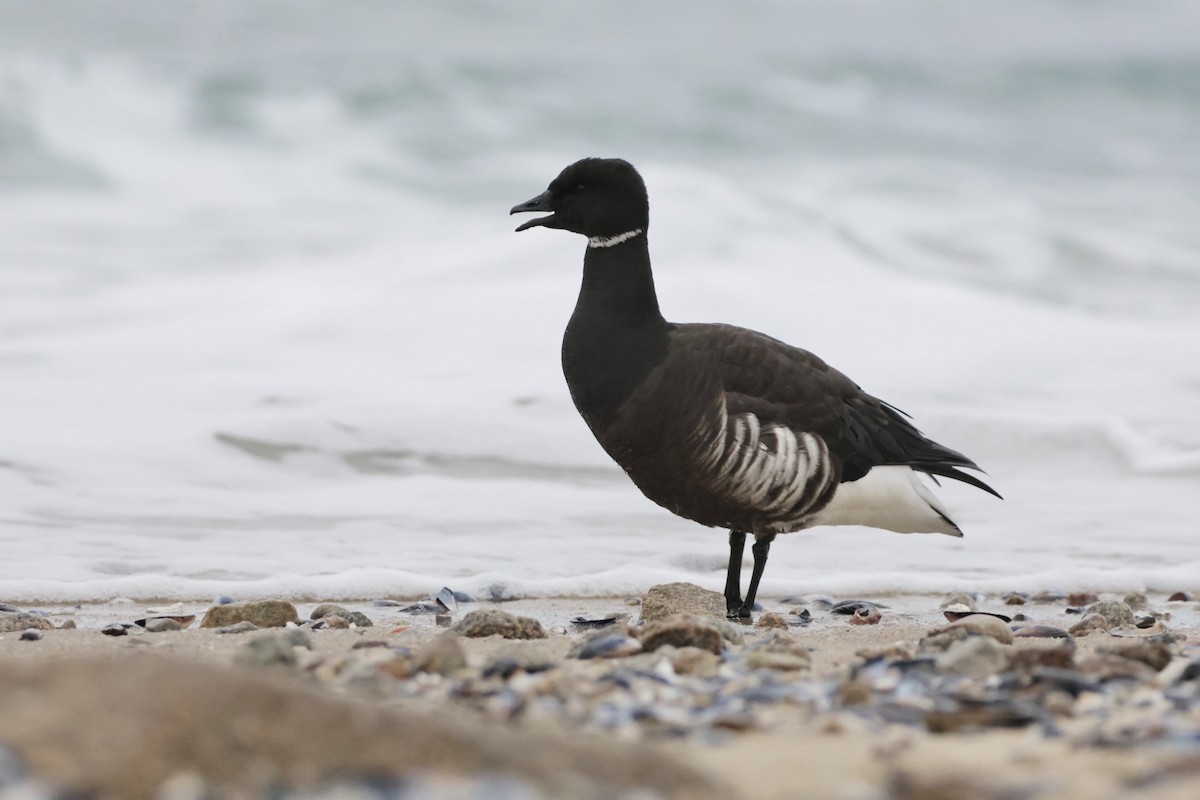 Brant (Black) - ML645505293