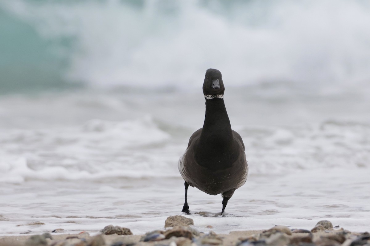 Brant (Black) - ML645505294