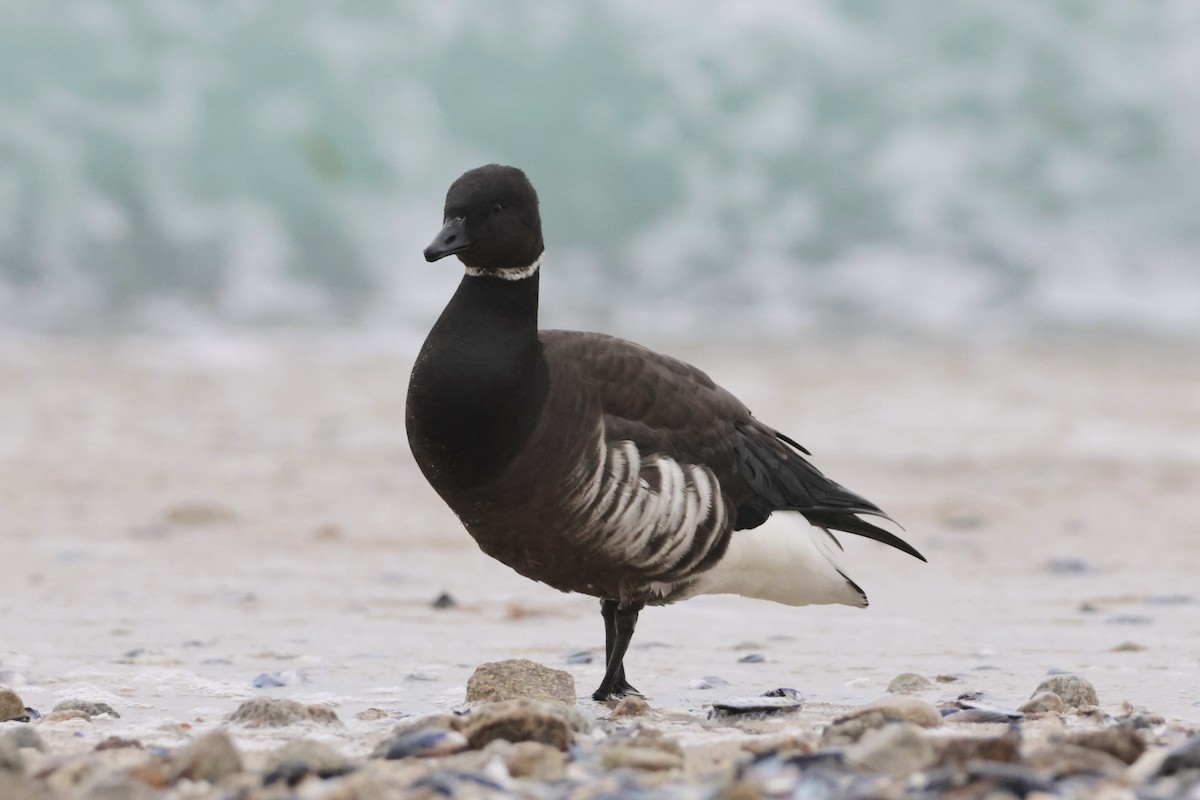 Brant (Black) - ML645505295