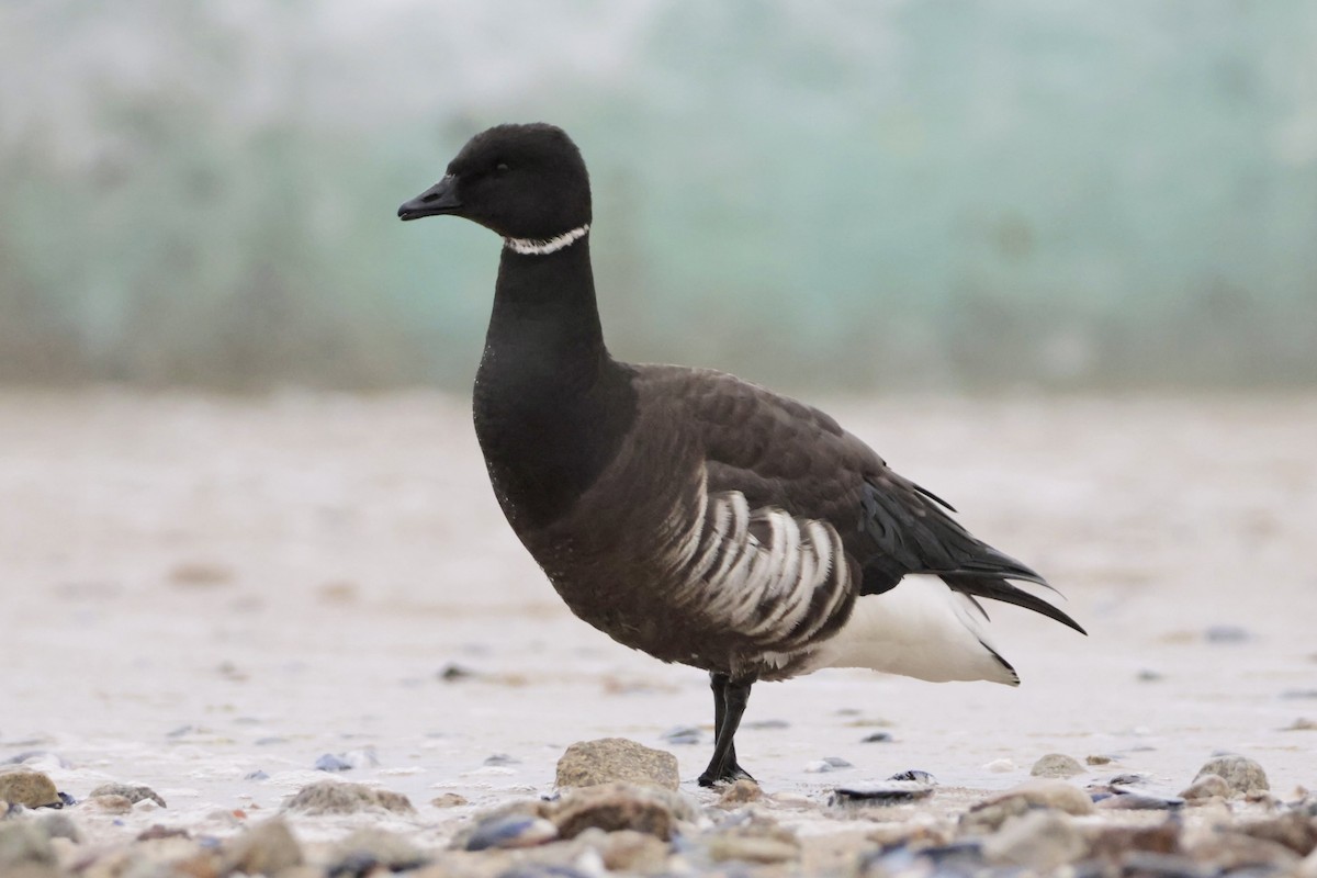 Brant (Black) - ML645505296