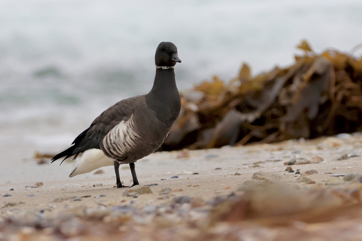 Brant (Black) - ML645505297