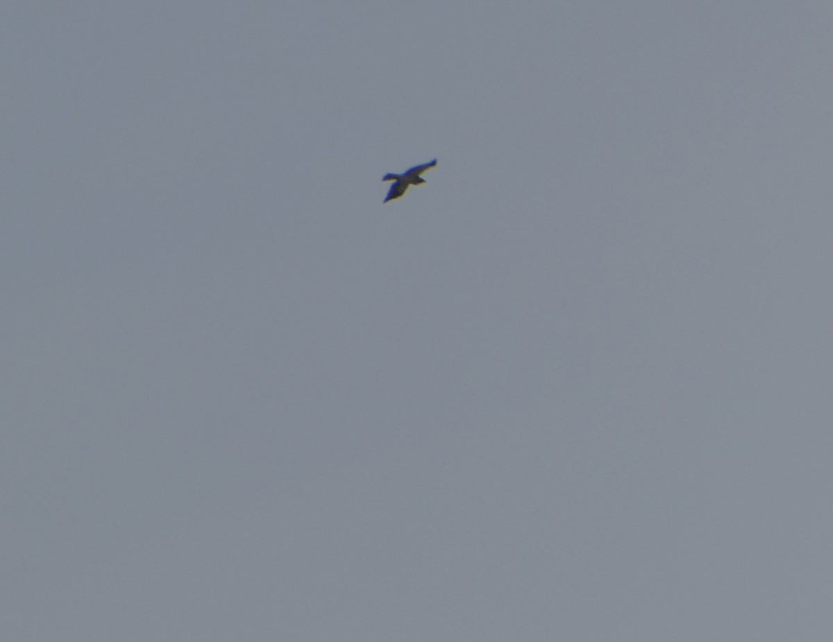 Booted Eagle - ML645505305