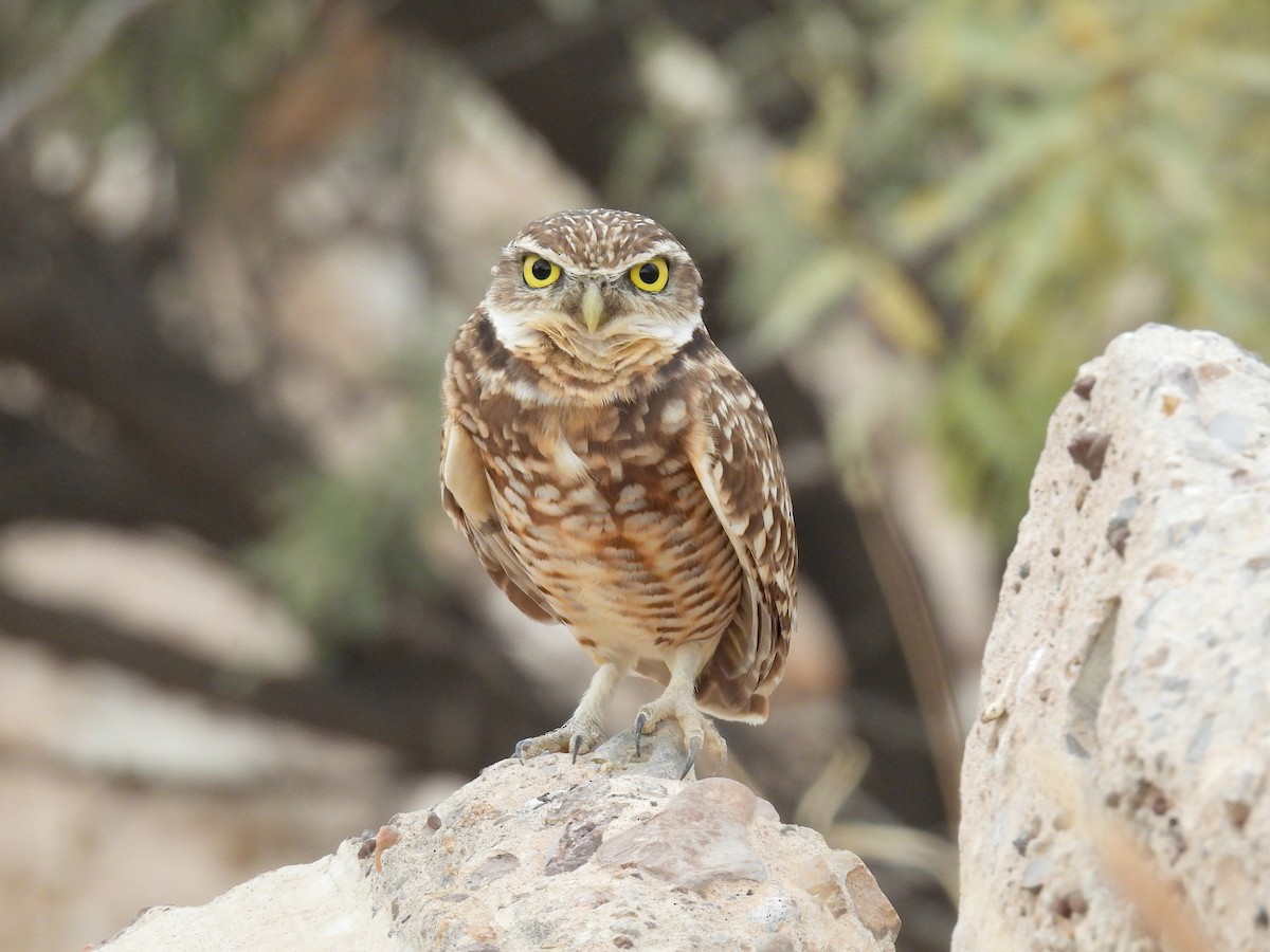Burrowing Owl - ML645505306