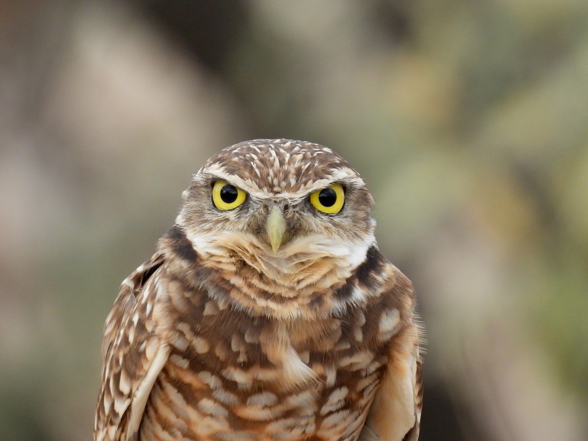 Burrowing Owl - ML645505315