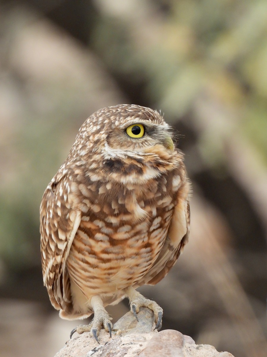 Burrowing Owl - ML645505322