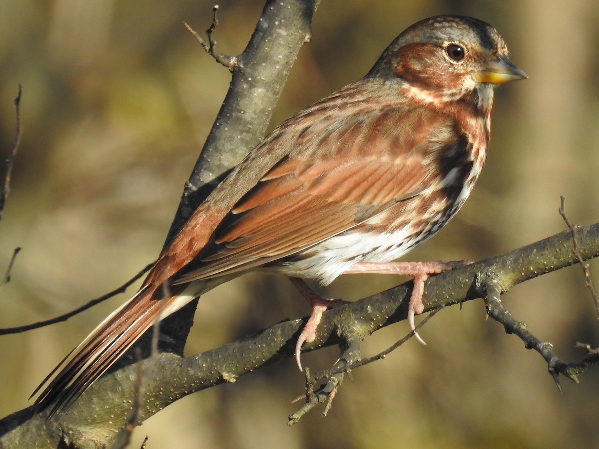 Fox Sparrow - ML645505330