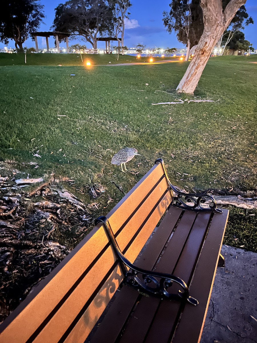 kvakoš noční - ML645505334