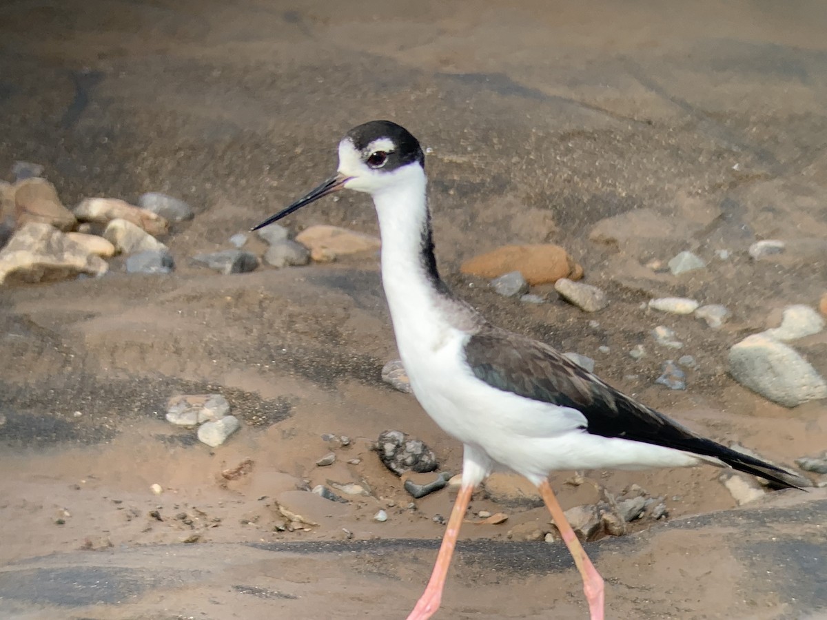 Échasse d'Amérique - ML645505342