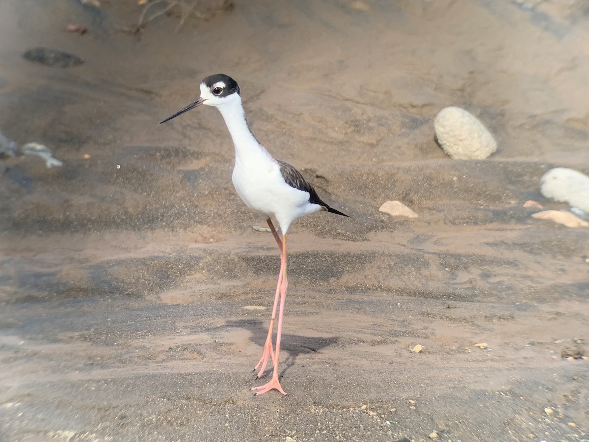 Échasse d'Amérique - ML645505343