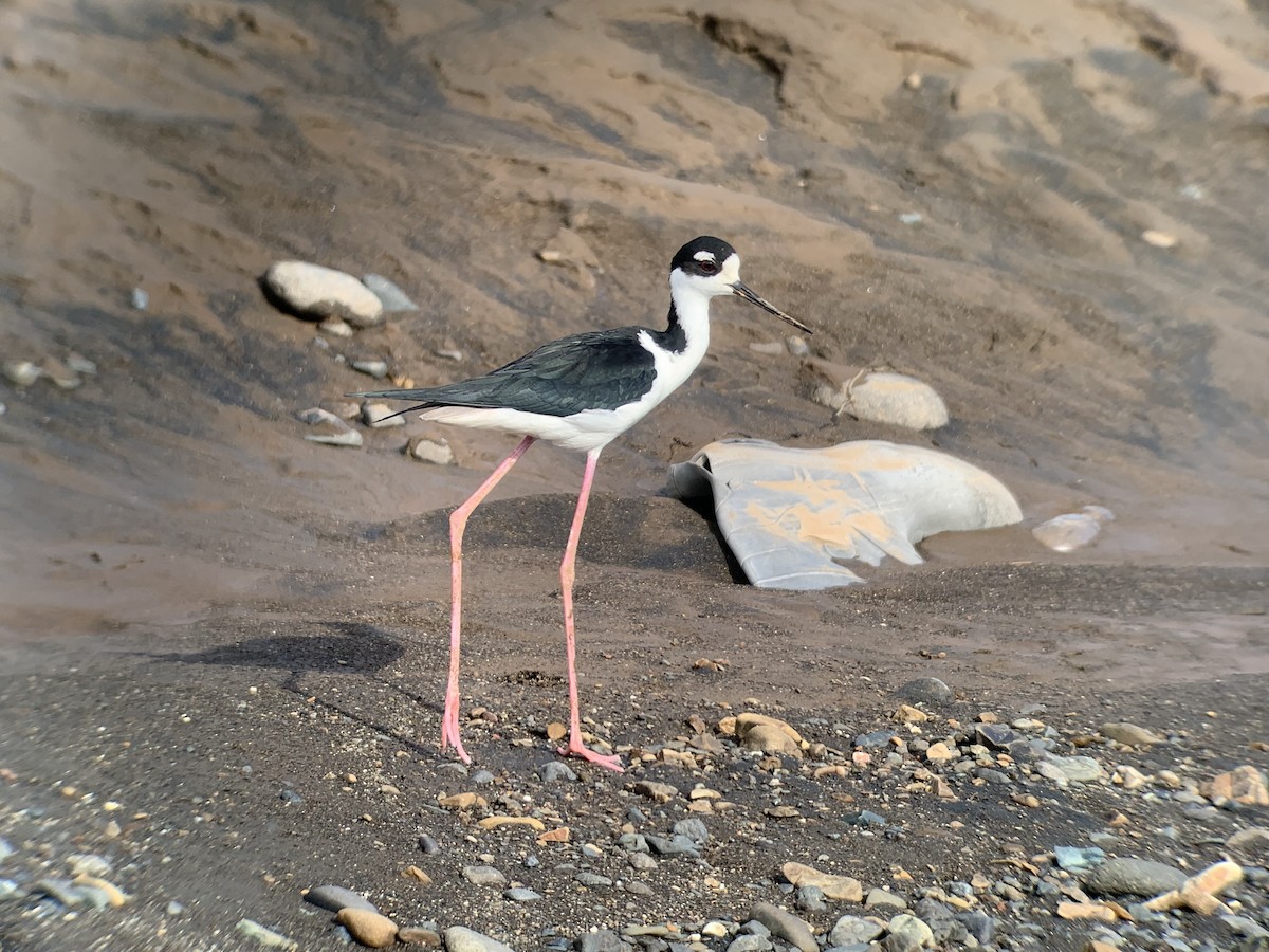 Échasse d'Amérique - ML645505344