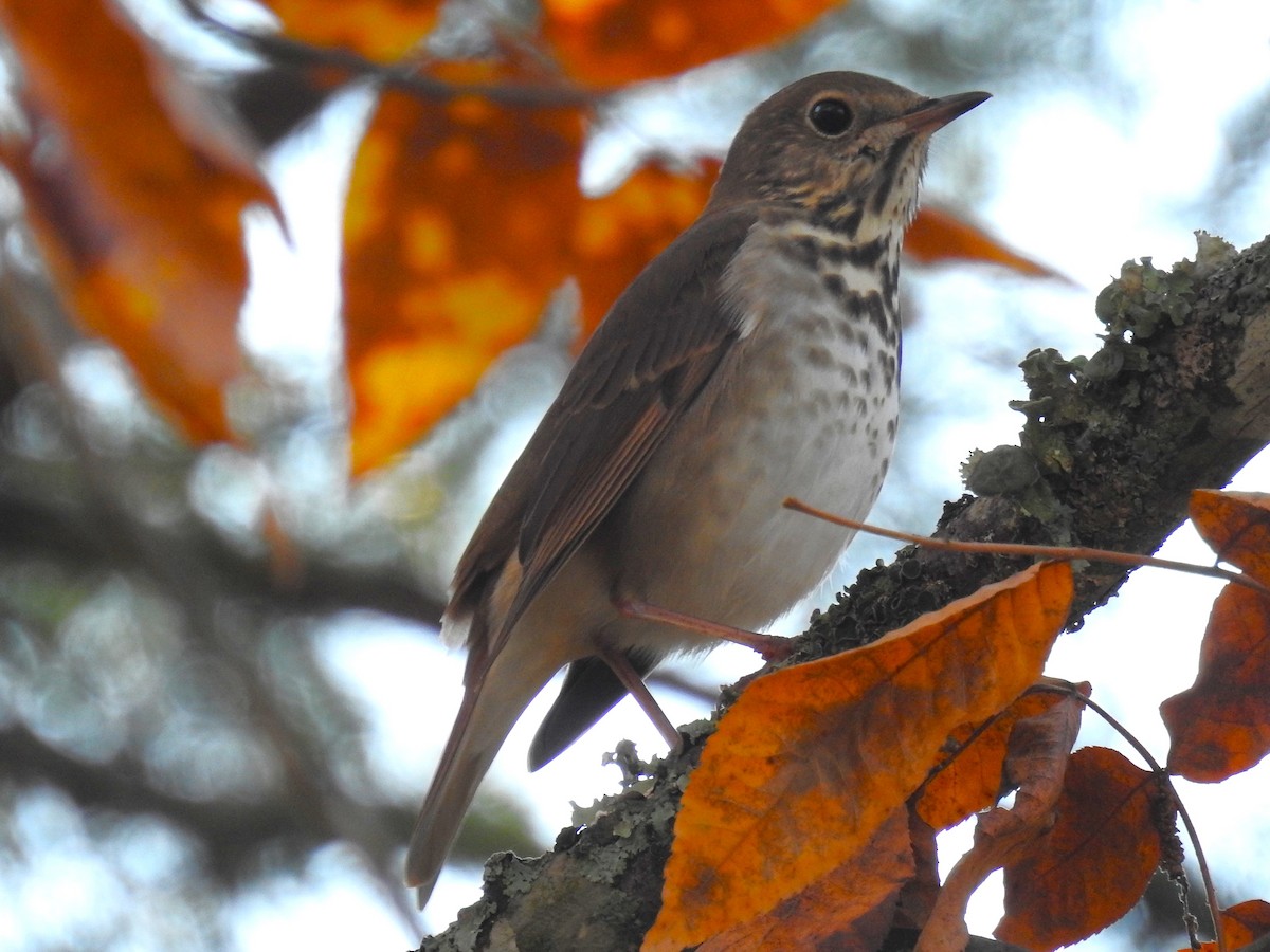 Hermit Thrush - ML645505345