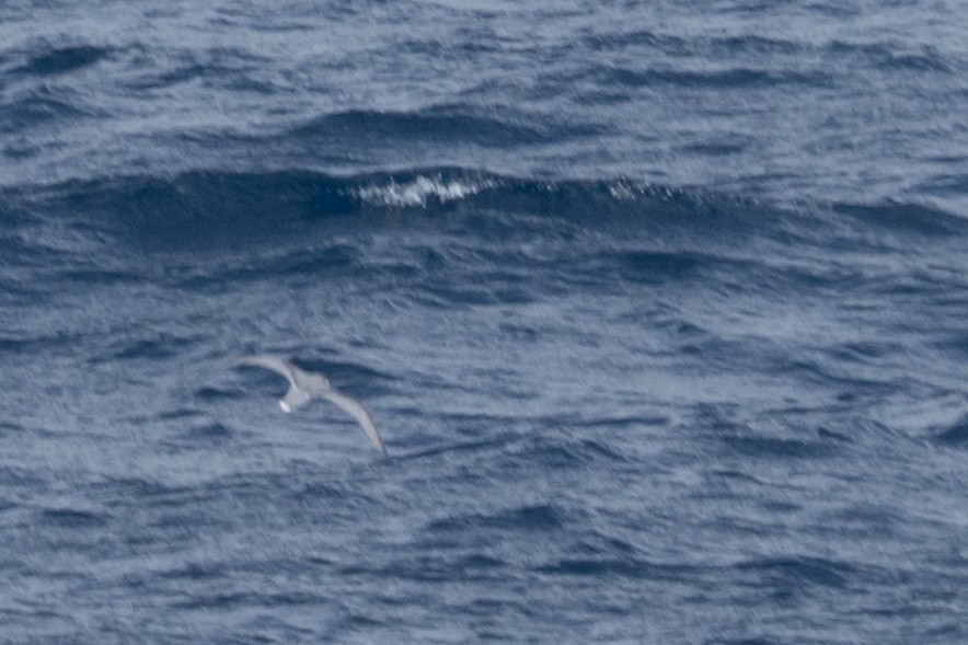 Голубой буревестник - ML645505346