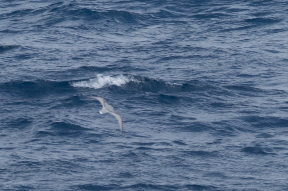 Голубой буревестник - ML645505347