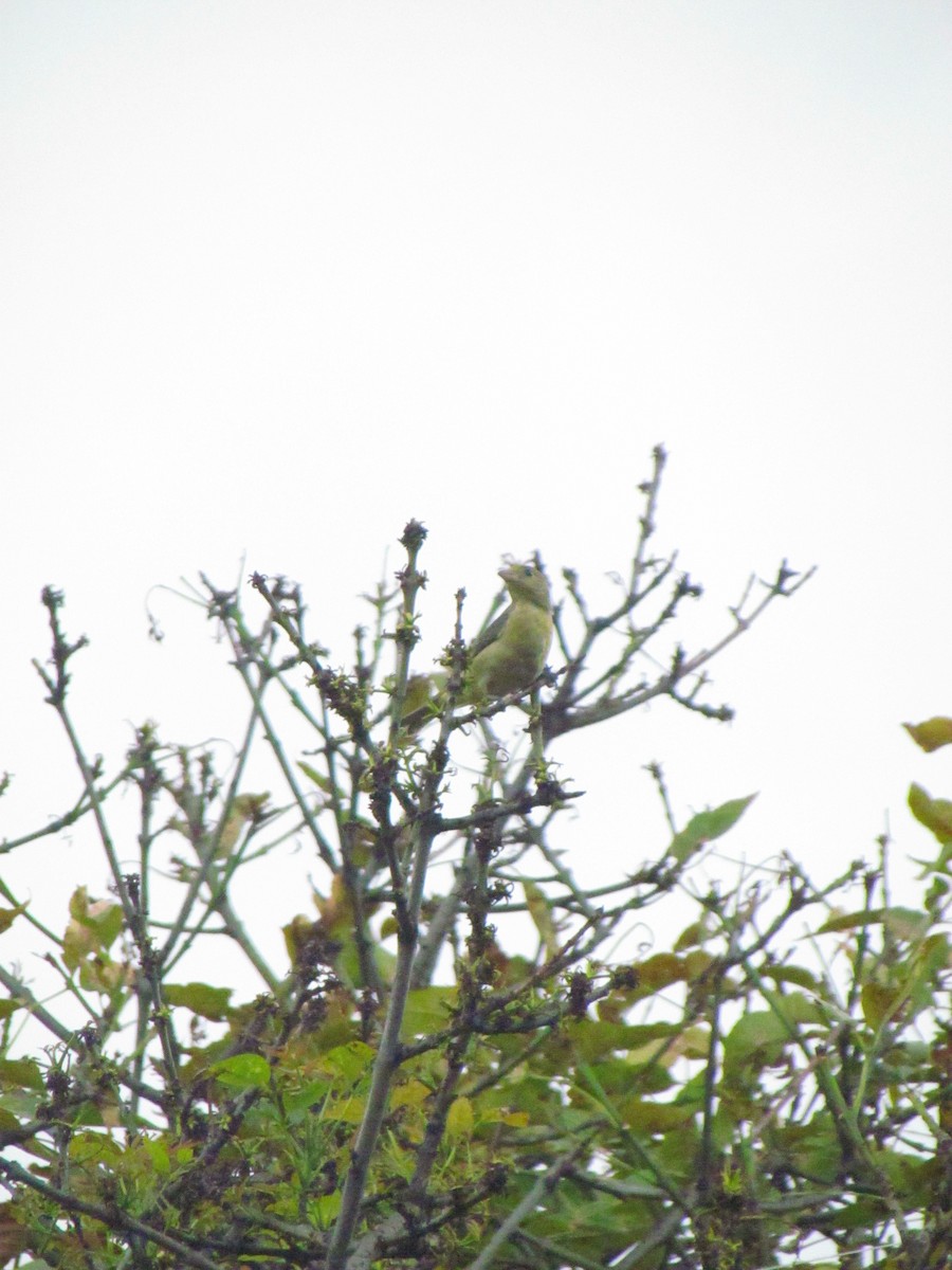 Scarlet Tanager - ML645505351