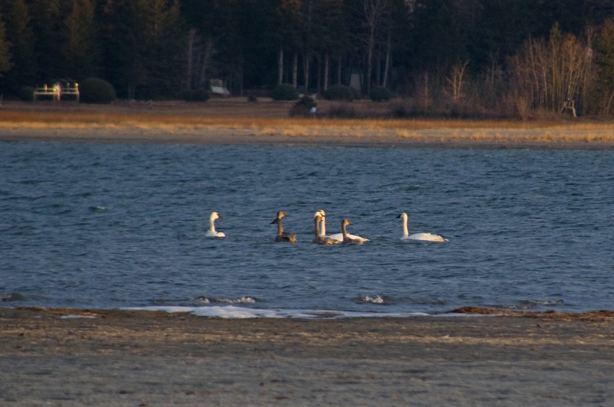 Trumpeter Swan - ML645505358