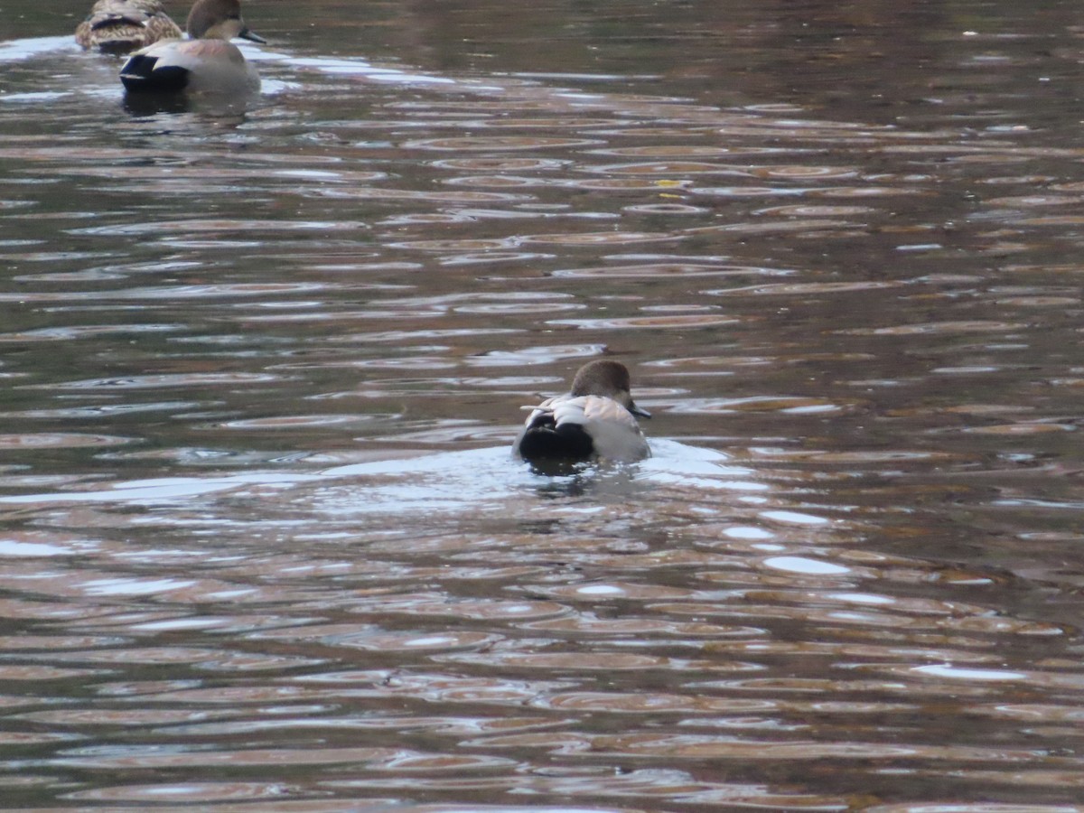 Ipar-ahatea - ML645505359