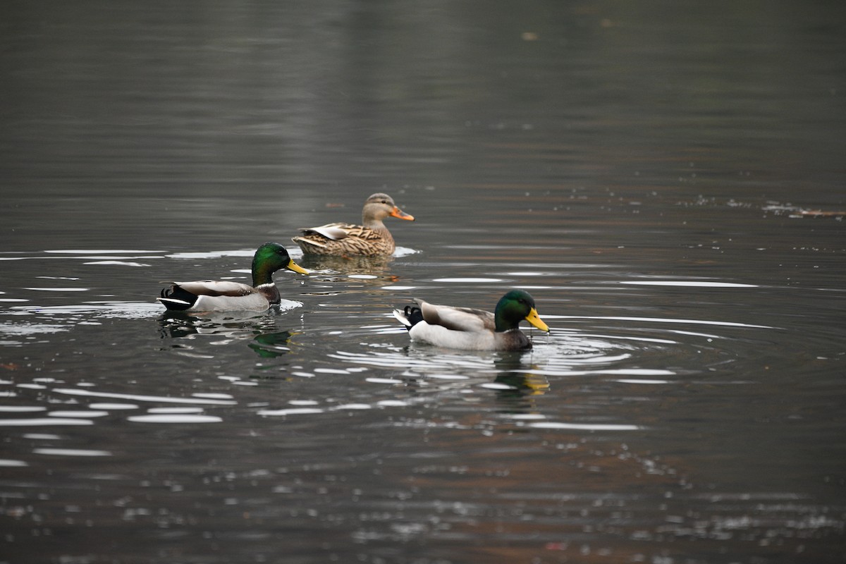 Зэрлэг нугас - ML645505361