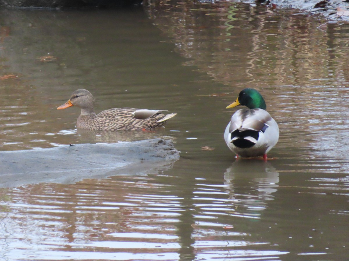 Mallard - ML645505362