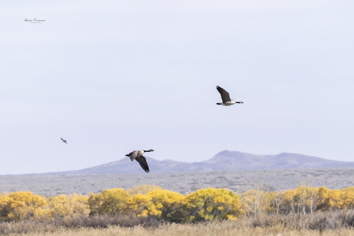 ברנטה קנדית - ML645505363