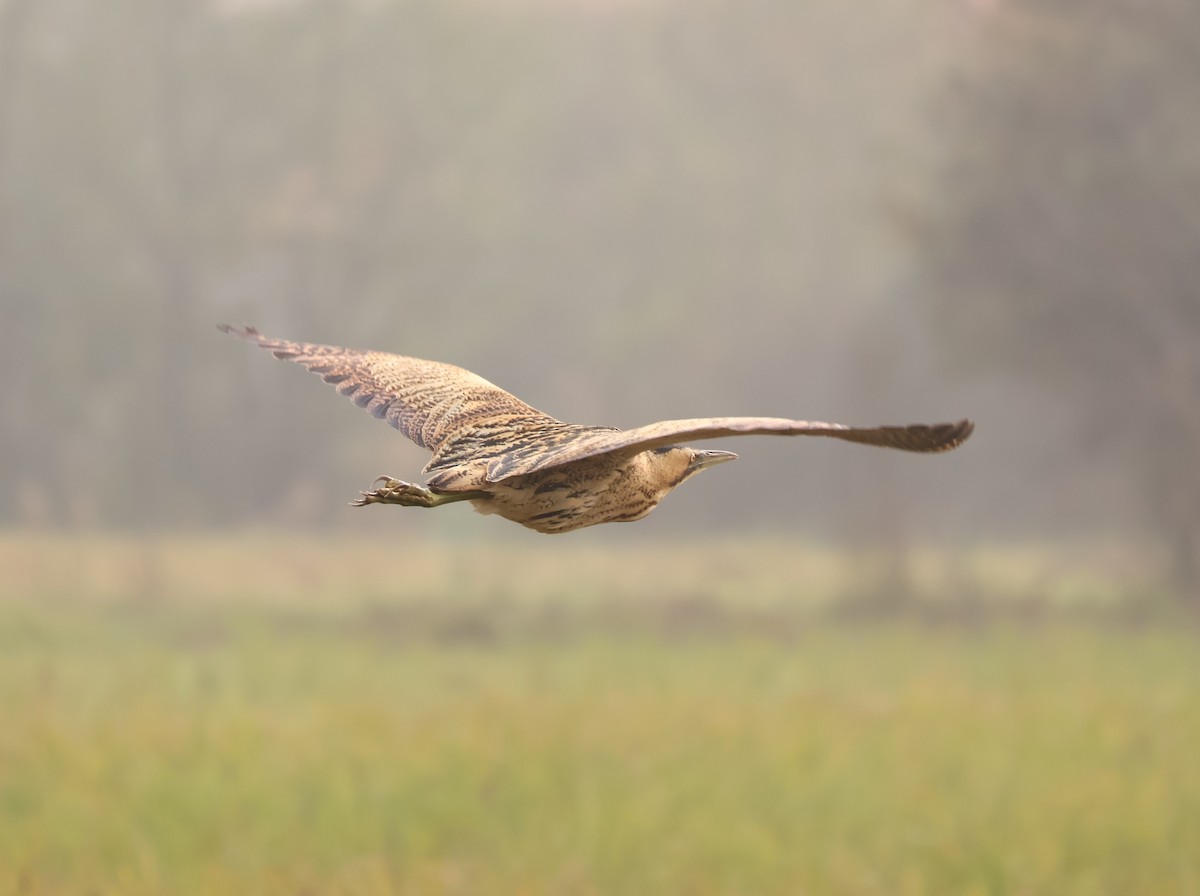 Eurasian Bittern - ML645505364