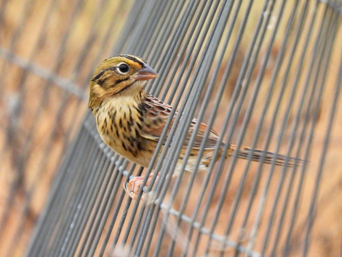 Henslow's Sparrow - ML645505375