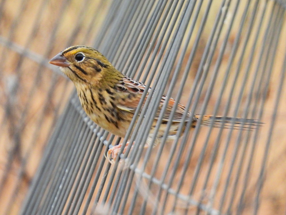 Henslow's Sparrow - ML645505377