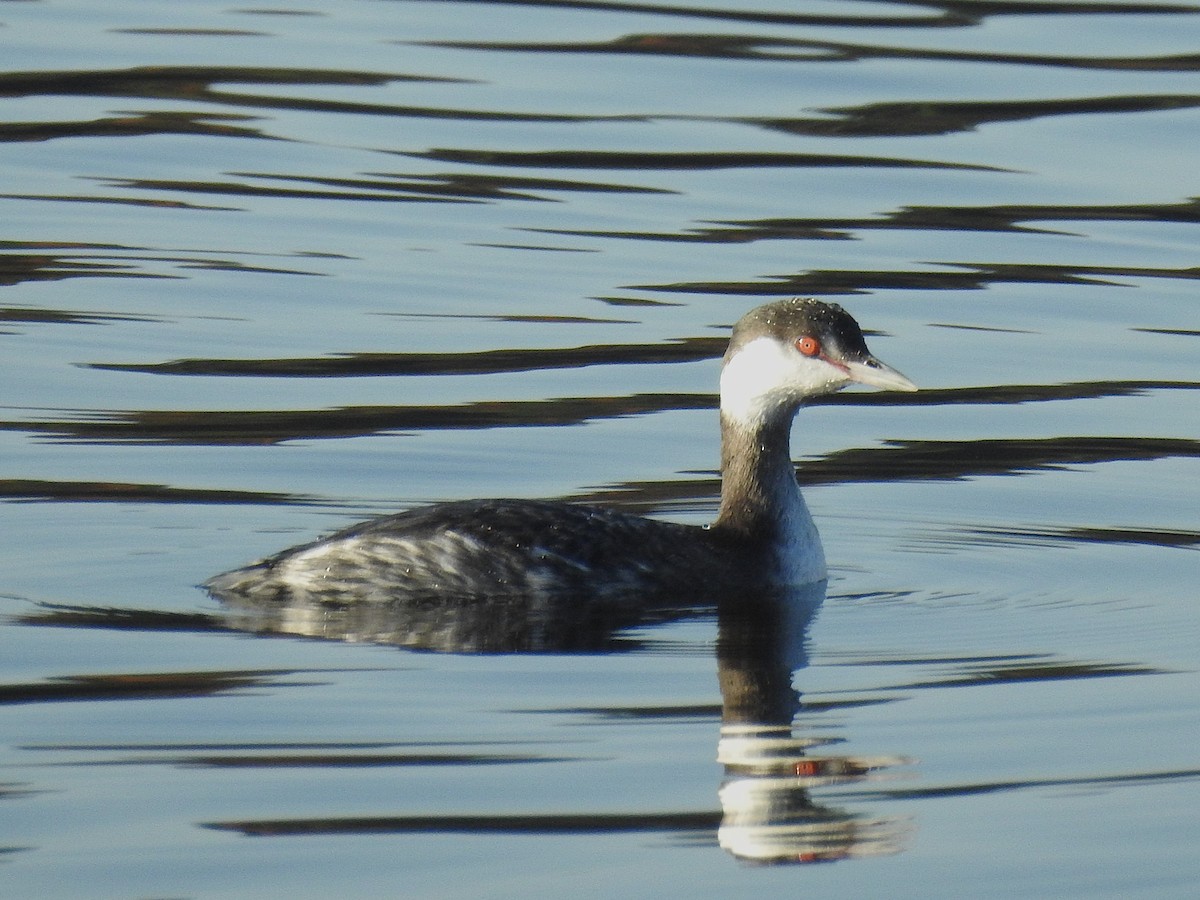 Ухаа шунгуур - ML645505388