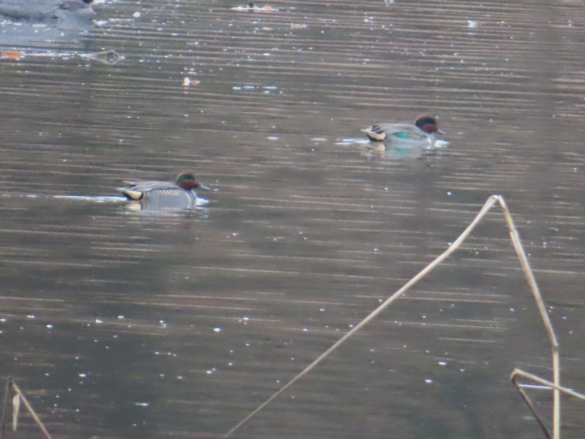 Green-winged Teal - ML645505389