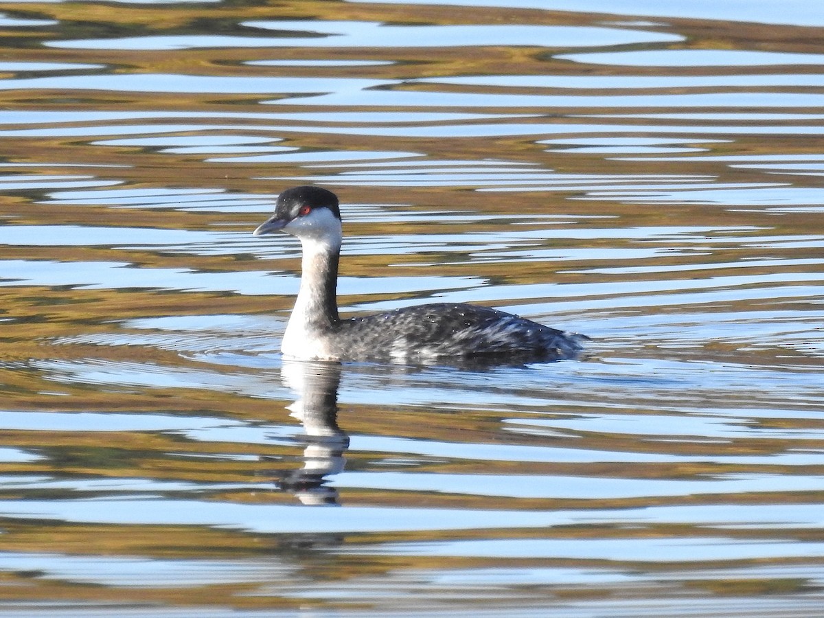 Ухаа шунгуур - ML645505390