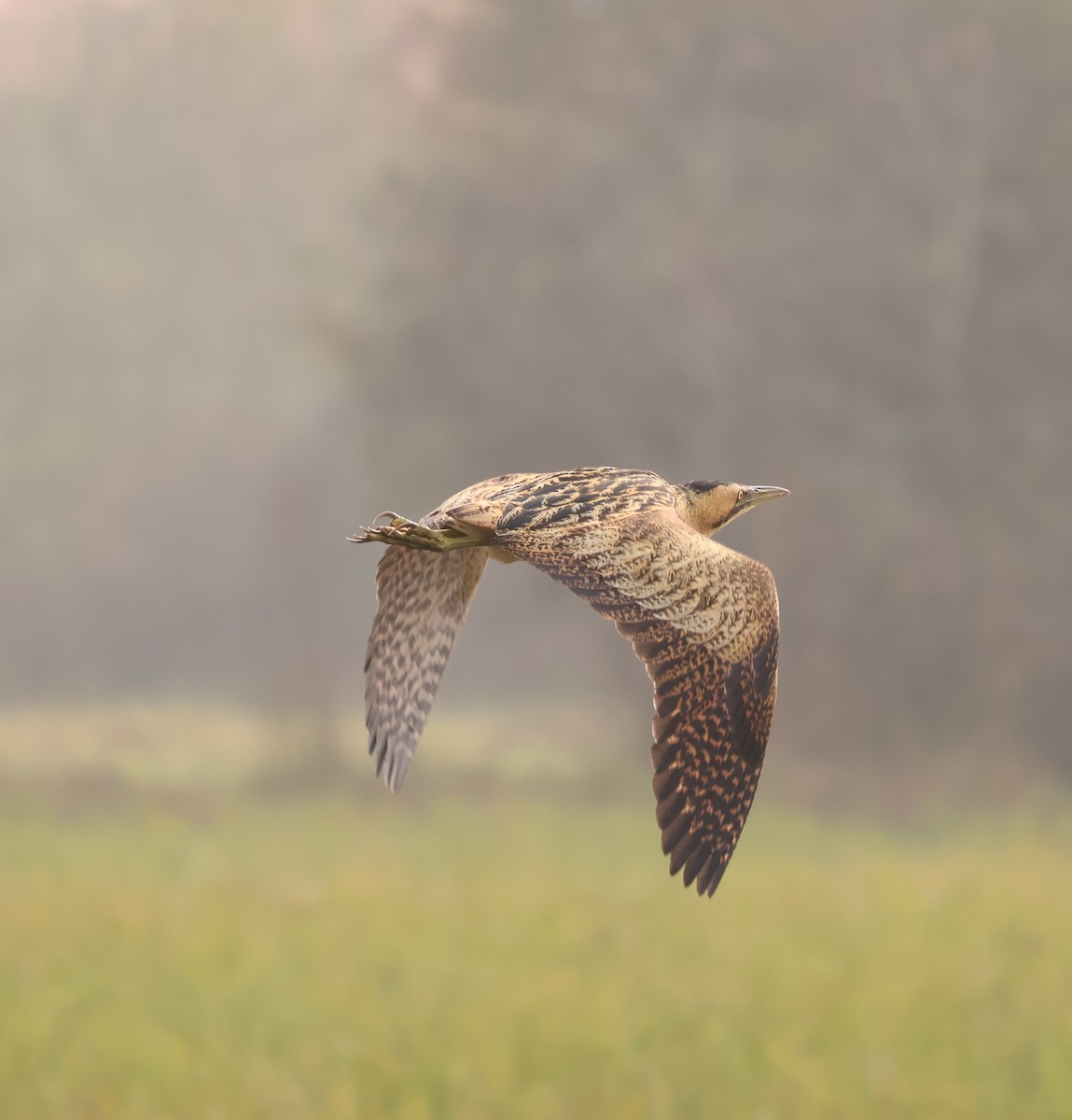Eurasian Bittern - ML645505391