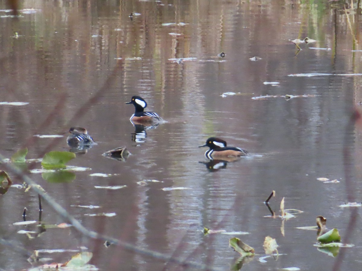 Hooded Merganser - ML645505396