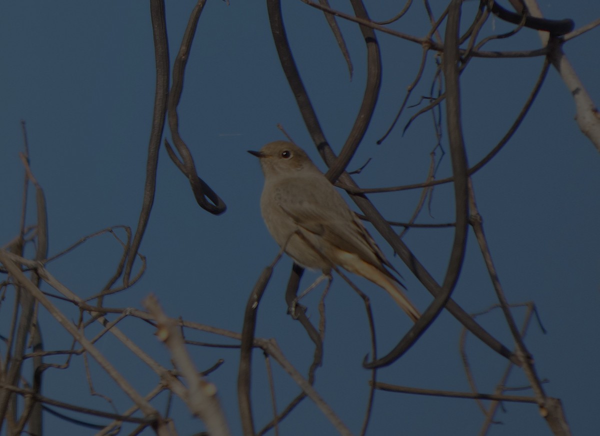 Black Redstart - ML645505399
