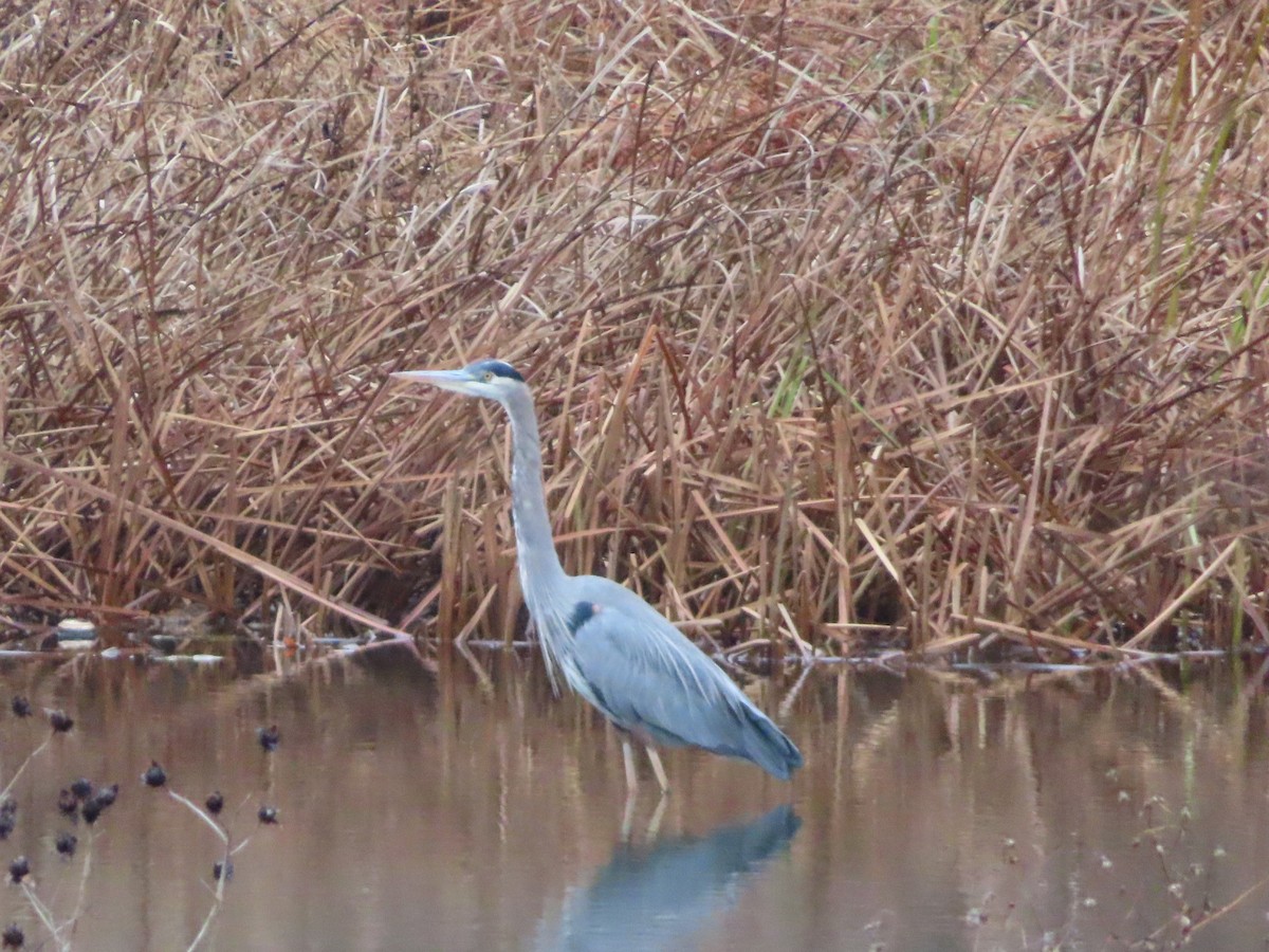 Great Blue Heron - ML645505404