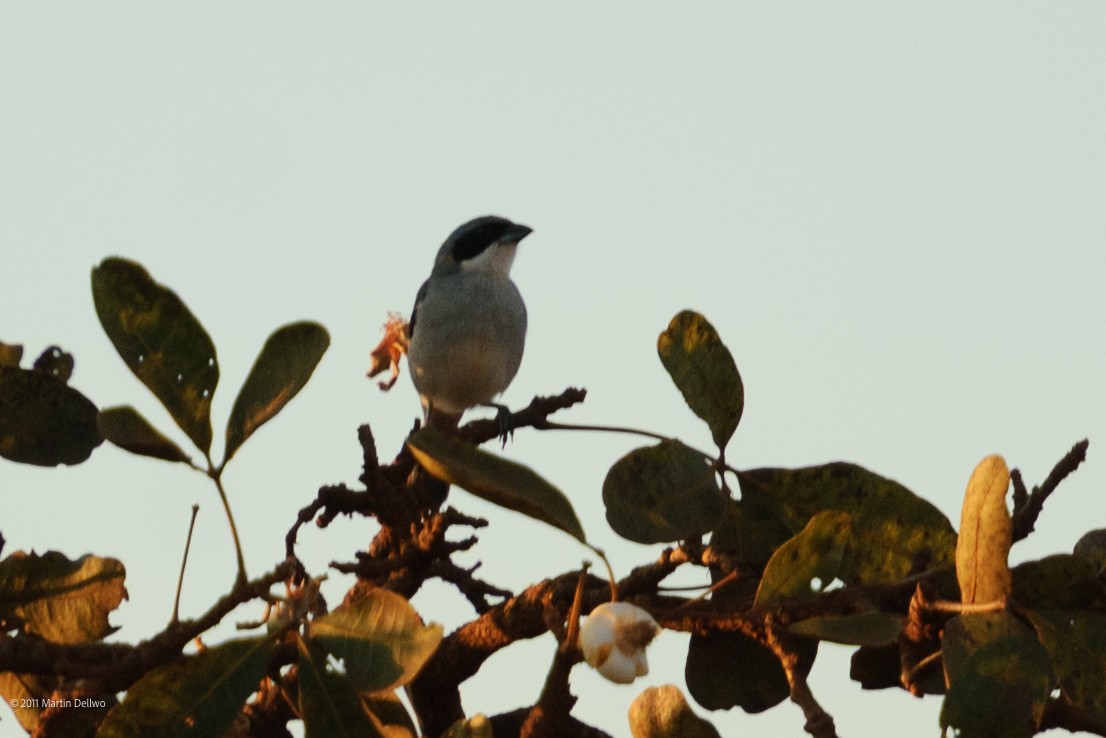 White-banded Tanager - ML645505406