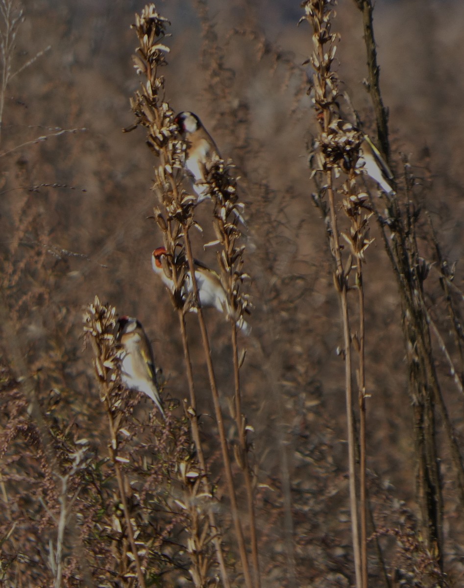 European Goldfinch - ML645505412