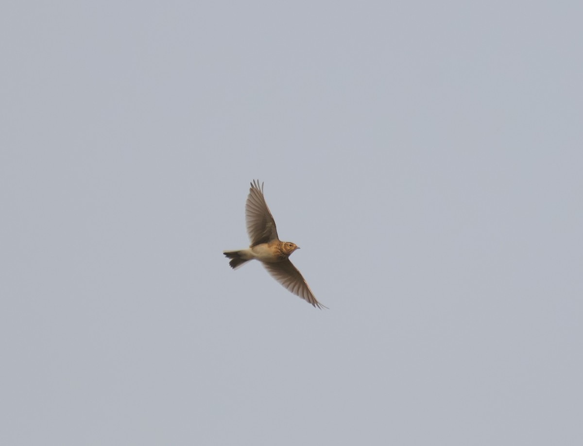 Eurasian Skylark - ML645505413