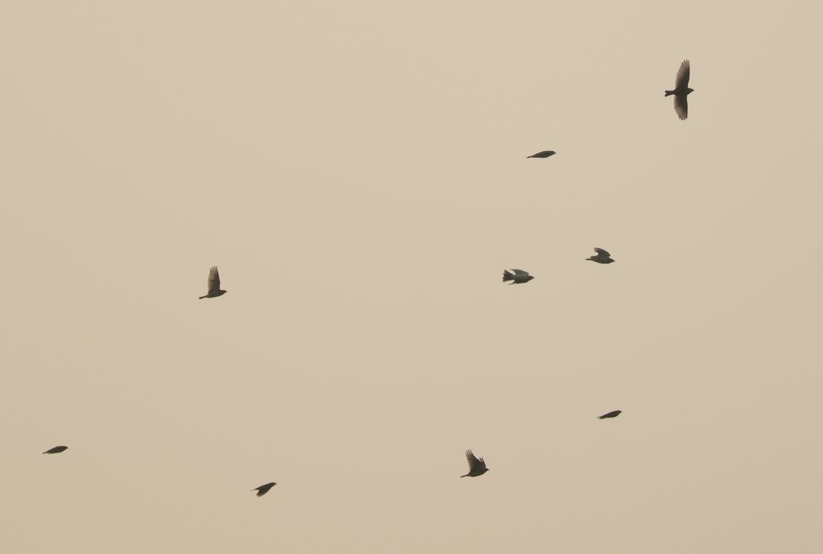 Eurasian Skylark - ML645505414