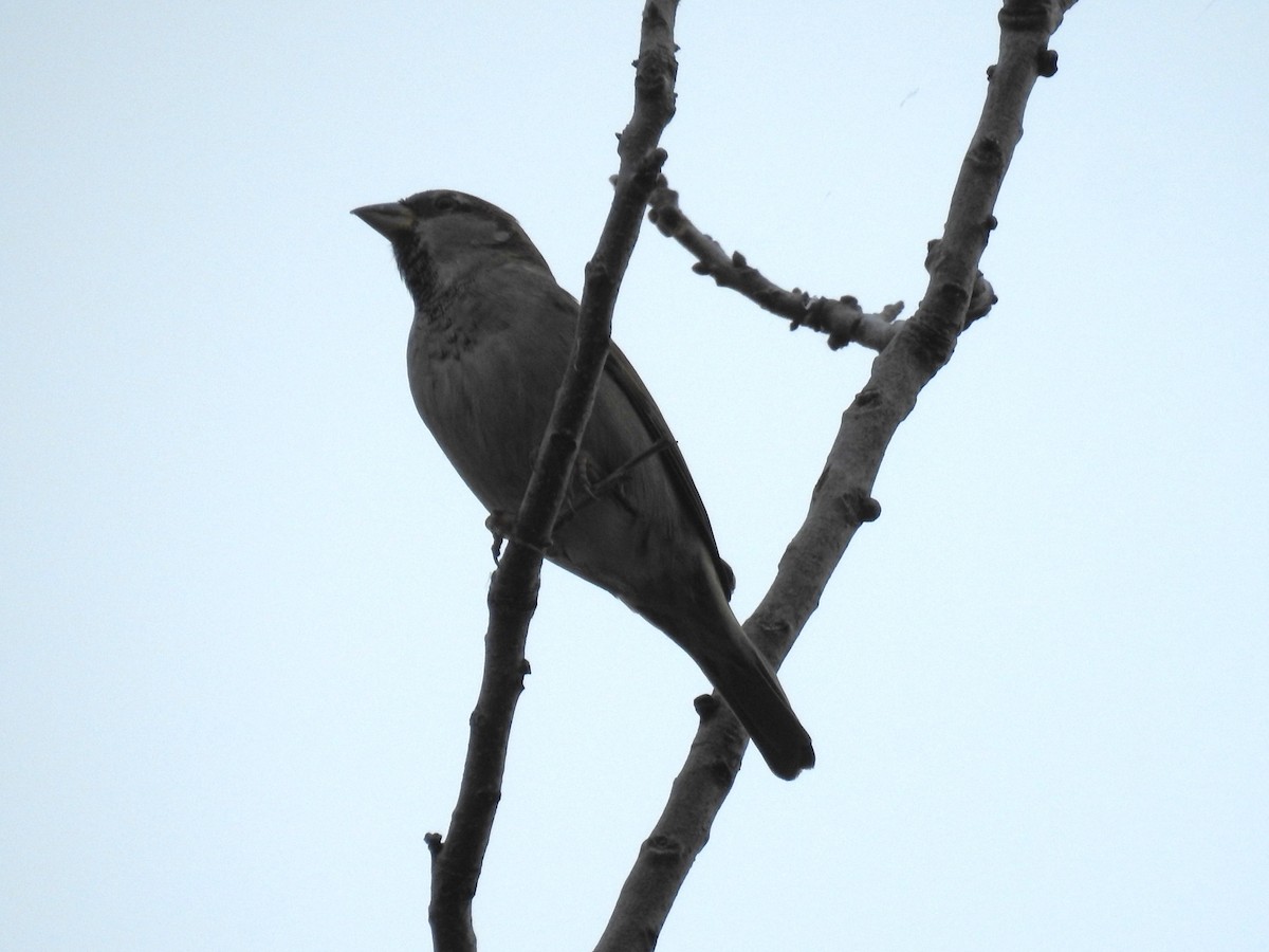 Оронгийн бор шувуу - ML645505426