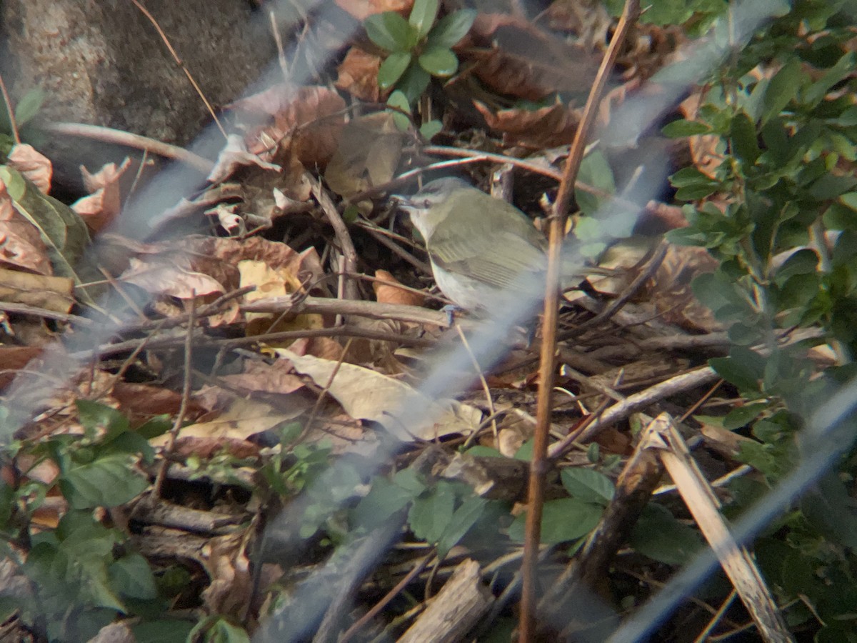 Красноглазый виреон - ML645505428