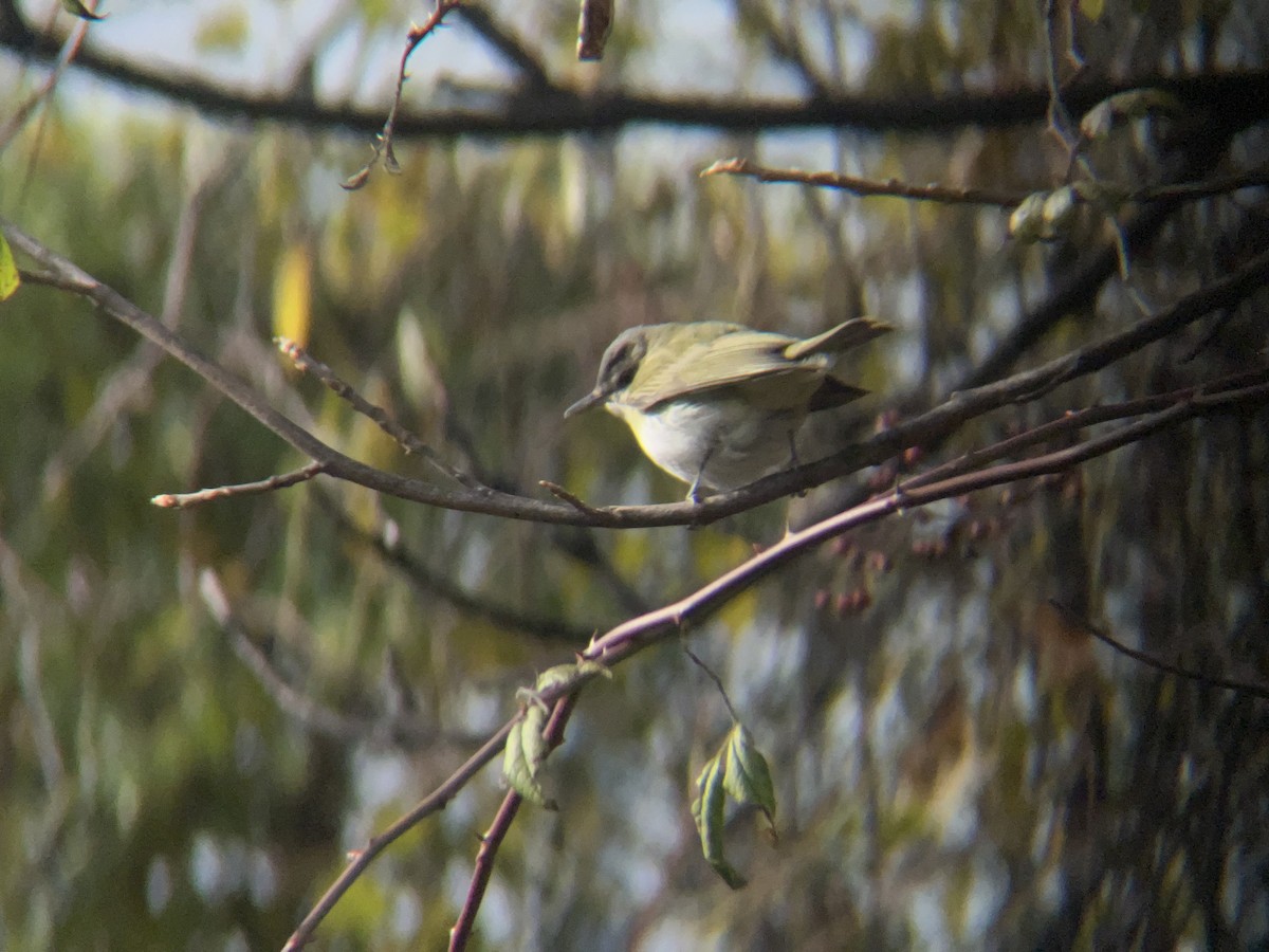 Красноглазый виреон - ML645505429