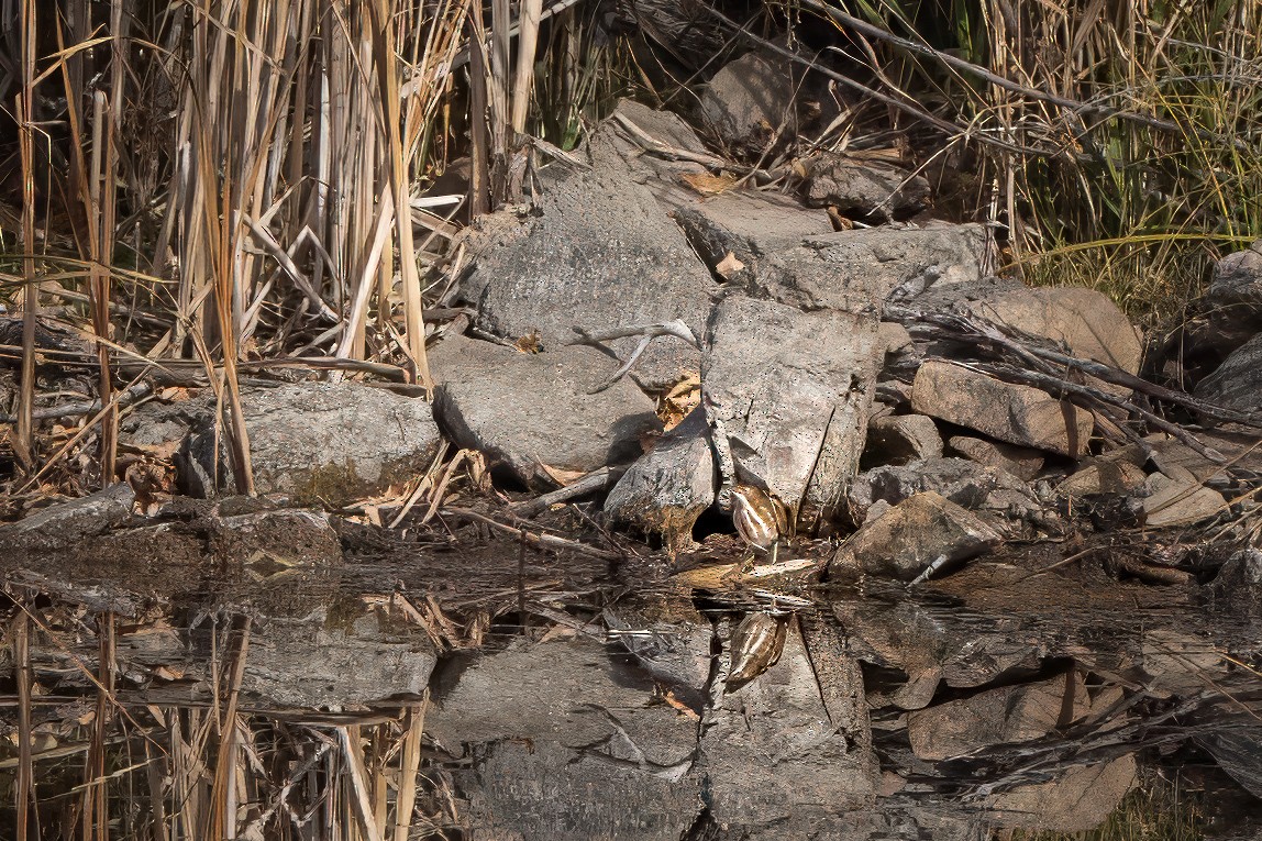 コヨシゴイ - ML645505431